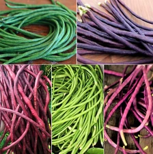 5 Colors Mix Yard Long Bean Seeds | Multi Variety Pole Asian Vegetable Seed 2025