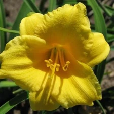1 DAYLILY Stella d'Oro Live Reblooming Flower Bulb Bare Root Plant SHIPPING NOW