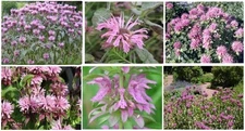 PINK MONARDO BEE BALM * VERY PRETTY FLOWER*   25 + SEEDS USA Seller