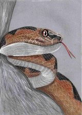 Original colour pencil Artwork picture Female Adder Snake Vipera Berus GREATGIFT