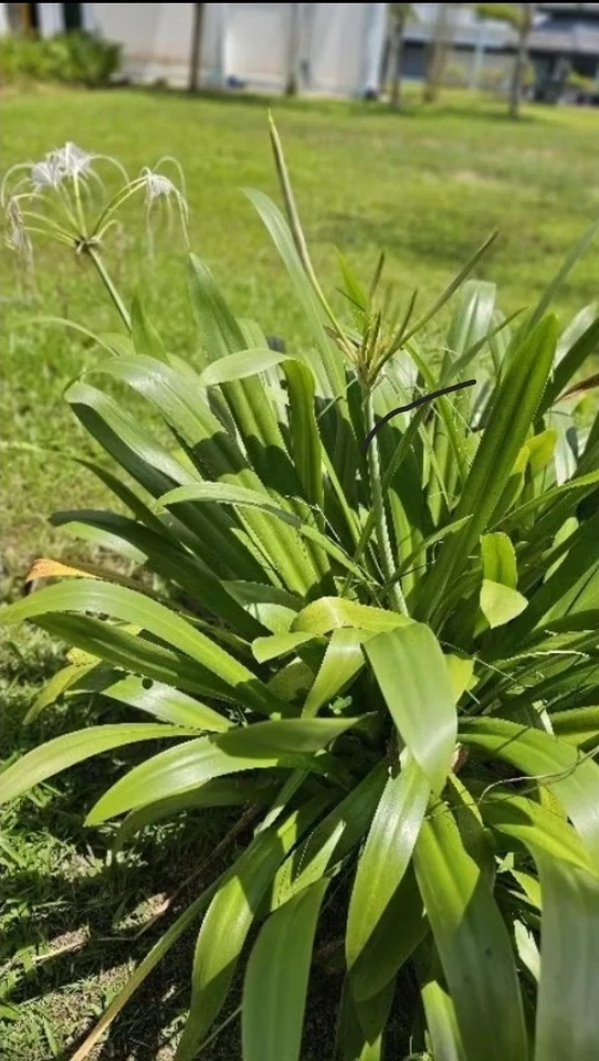 Crinum Asiaticum - remedies for wounds, swelling, joint pain, and other ailments - Image 4 of 4