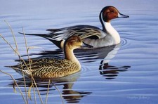 Ceramic Backsplash Tile Mural Waterfowl Bird Kitchen/Bathroom - Pintail Pair II