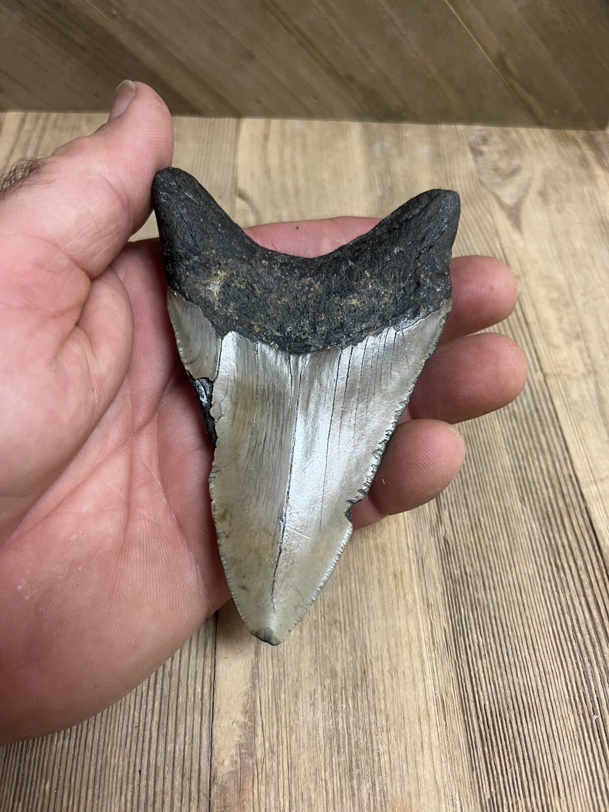 MEGALODON SHARK TOOTH Real Fossil - w/ DISPLAY STAND