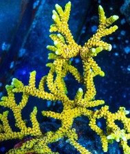 Live coral Goldenrod Anacropora SPS Coral 2” Frag Reef Tank