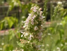 1000 Catnip Seeds - Nepeta cataria Seeds - Medicinal Herb - Cat Friendly!