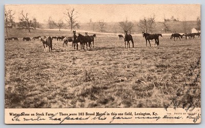 Winter Scene Stock Farm Brood Mares Horses Lexington Kentucky KY c1910 Postcard