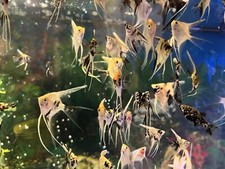 Assorted Young Angelfish Approx 1 Inch Diam - 6 Pack
