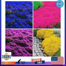 5000+ Mix Creeping Thyme Seeds Ground Cover for Planting, Heirloom Thymus Serpyl