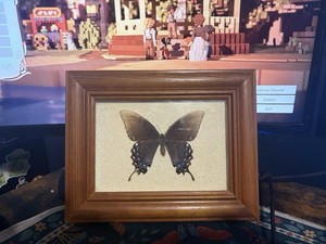Butterflies Vintage | eBay