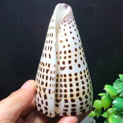 156g  Whelk Shells Spiral Hanging Wreaths Pictures Coastal Craft Beach 03