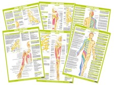 Nervous System Posters | Human Anatomy Charts | Medical Posters | Laminated