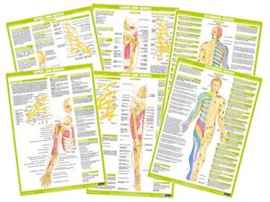 Medical Anatomy Charts