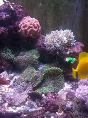 Mix Macro Algae Saltwater Plant Marine Live Coral Coral Frag Live