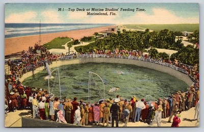 Dolphins Postcard Top Deck at Marine Studios' Feeding Time, Marineland, Florida