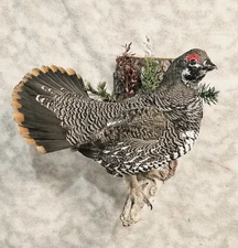Alaskan Spruce Grouse pheasant Taxidermy Bird Art