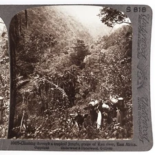 Tanzania Rau River Gorge Stereoview c1905 East Africa Tropical Jungle C2092