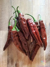25+ Aji Panca Pepper Seeds for Garden Planting - USA - FREE SHIPPING!