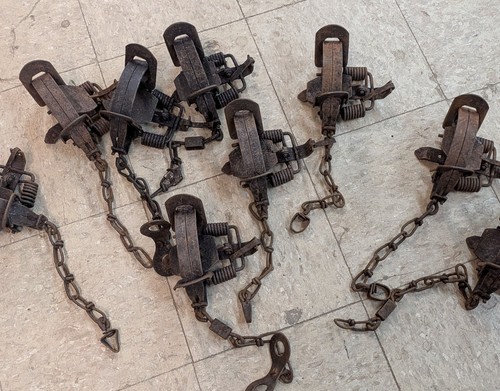 6 - 1.75 Traps, Victor, Duke, etc., fox, coyote, bobcat, badger UVic1.75