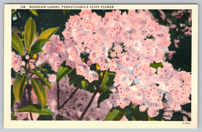 c1940s Mountain Laurel Flower Hershey Pennsylvania Postcard