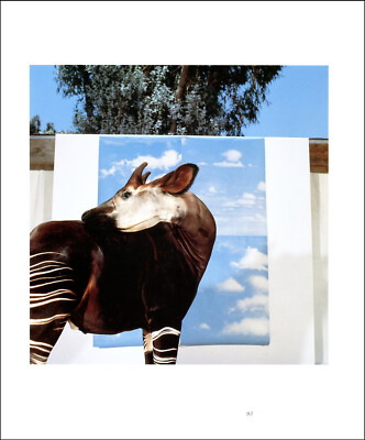 1990 Vintage Print Okapi Endangered Animal Species San Diego Wild Animal Park
