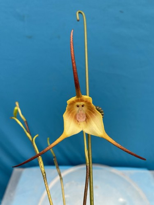 #ad #ad Dracula gigas xanthina ‘Gigi’ Orchid Species BS SPIKING Divisions 4” Pot $154.69