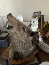 1992 Javelina taxidermy mount