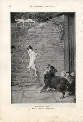 GLATTER FOXTERRIER BORDER COLLIE HUND ANTIKER KUNSTDRUCK Burton Barber Katze an der Wand