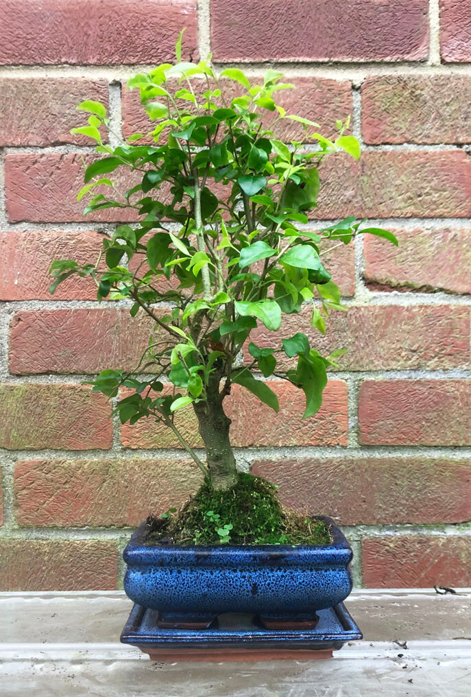 Chinese Privet (Ligustrum chinensis) Bonsai Tree indoor bonsai eBay