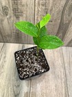 Annona muricata "Golden Soursop" — photo 2