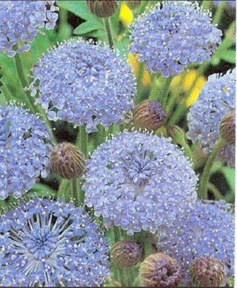 SEEDVILLE USA 100 Organic BLUE LACE FLOWER aka Didiscus & Island Daisy Trachymene Coerulea Flo