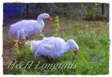 2 Sebastopol Geese Hatching Eggs