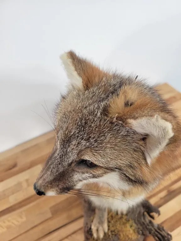 Gorgeous Grey Fox Full Body Mount Taxidermy Log Cabin Vintage Rare