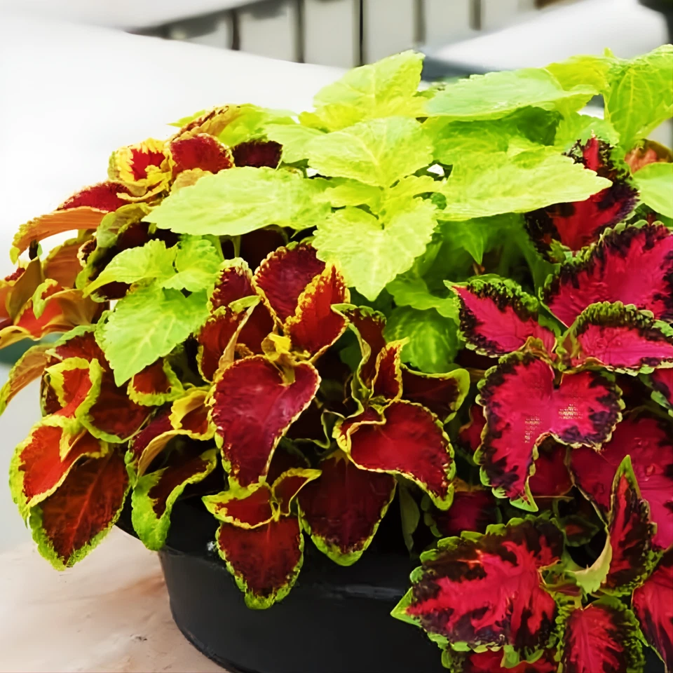 COLEUS 彩虹混合 - 500 种子 - 五颜六色的阴影花园植物 - 适合含 — 第 3/4 张图片