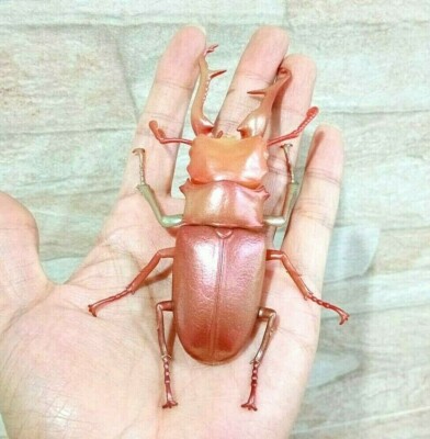 1/1 SO-TA Prosopocoilus Giraffa Red Giraffe Stag Beetle Real Size