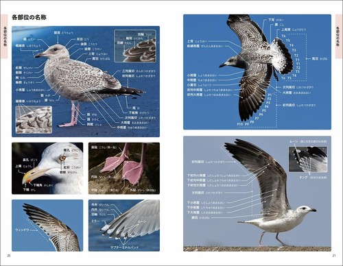 An Identification Guide to the Gulls of Japan Picture Reference Book of Seagull - Picture 3 of 10