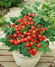 - 40+ Seeds Indoor Dwarf Tomato Year-Round - Vegetable Red