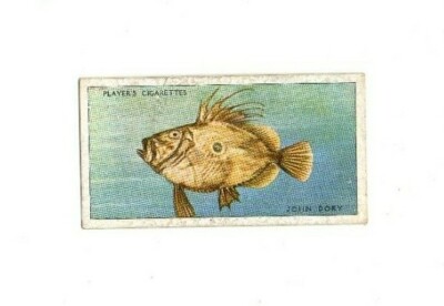 John Player Zigarettenkarte - Sea Fishes, 1935 - John Dory