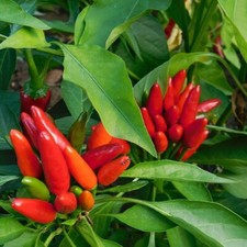 20 SEMI DI PEPERONCINO DIAVOLICCHIO CALABRESE  + OMAGGIO 