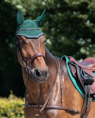 QHP Sedna braune Pony Trense