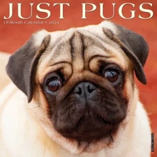 Just Pugs 2024 12 X 12 Wall Calendar 18 Month Willow Creek Press New/Sealed
