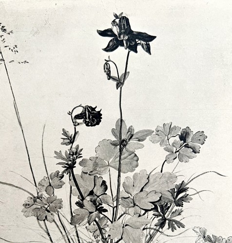 Columbine Flower Albrecht Durer 1950 Nature Art Plate Print Phaidon DWX4C