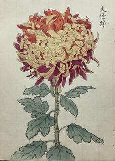 Keika Hasegawa Chrysantheme gelb rot orange Farbholzschnitt Botanik Japan 1893