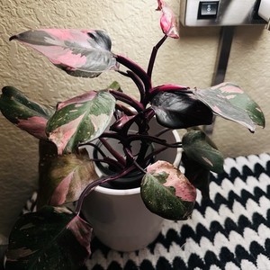 philodendron stecklinge kaufen Philodendron Brandtianum Steckling – whiteleafplants main image 1