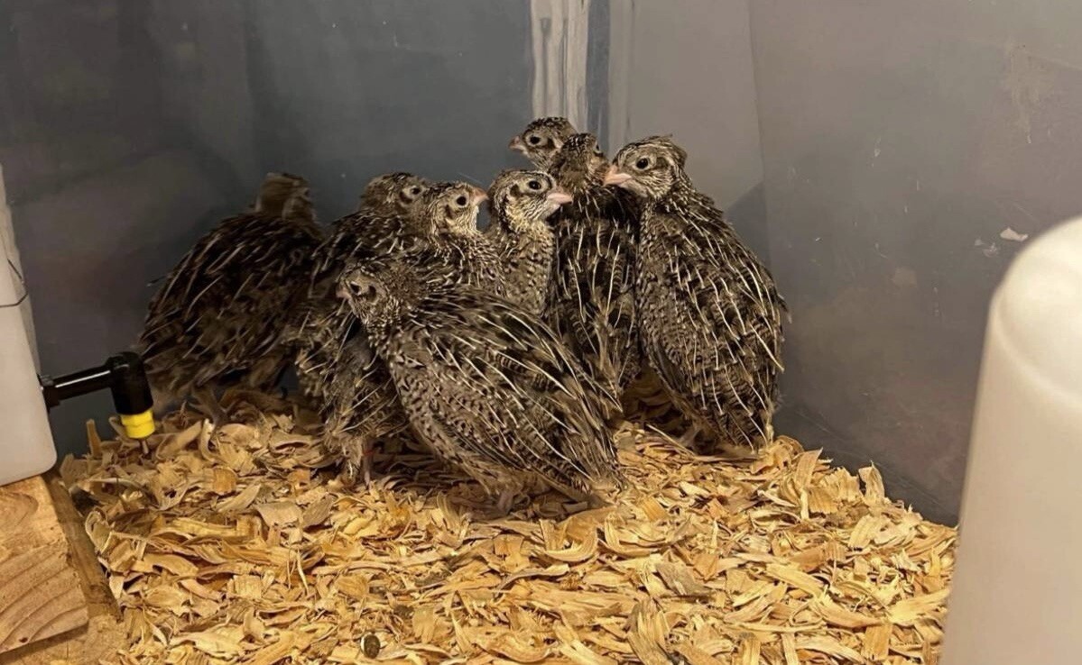 Mearns Quail Hatching Eggs Presale (6 Eggs) eBay