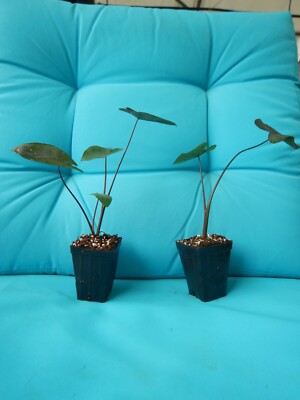 Black Magic - Colocasia esculenta- Elephant Ear - SMALL ROOTED STARTER  Plant | eBay