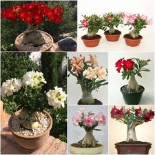 Adenium obesum - rosa del deserto - vaso 10,5 cm - altezza 25-40 cm piante d'appartamento