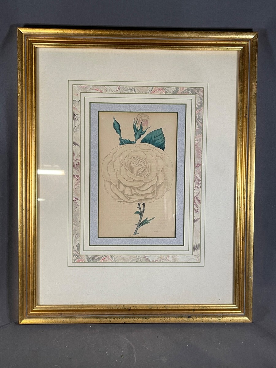 薔薇は Vintage Rare Botanical Illustration Unfinished Colored ROSE D