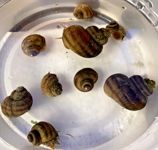 7 Mystery Snails Asian Ringed Apple Snail Freshwater Snails No Baby Snails Pond