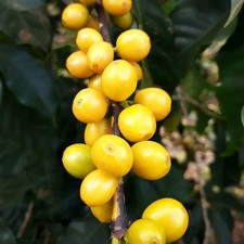 120  Premium Coffee Seedss Coffea sp. catuai var. Yellow Catuai Coffee