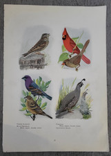 VESPER SPARROW BLUE GROSBEAK CARDINAL QUAIL by Louis A. Fuertes 1918 Bird Print
